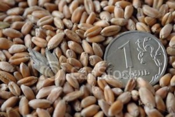  “Com mais trigo no mercado, preço do cereal cai bastante no PR”