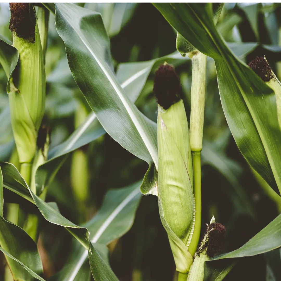 Milho silagem avança com clima favorável no RS