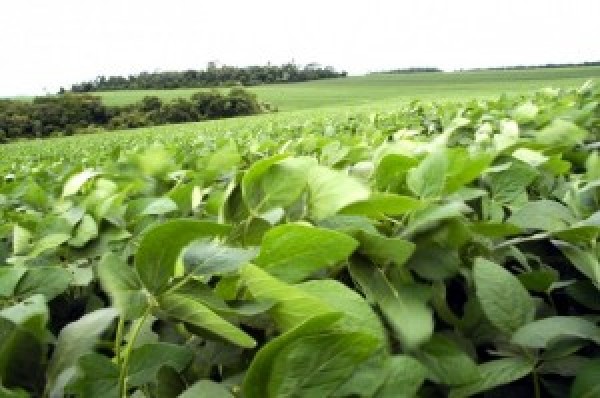  “Soja: Mercado tenta recuperação e tem leve alta na manhã desta 4ª”