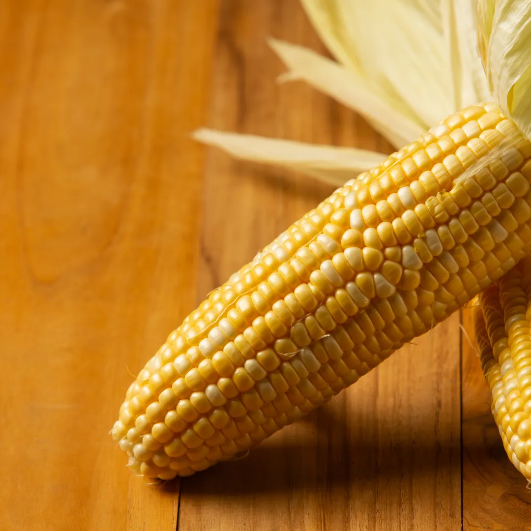 Milho-verde ganha ritmo, mas enfrenta queda de qualidade