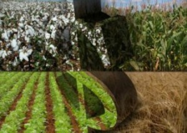 “Soja e milho têm os menores preços desde 2010 à espera do USDA”