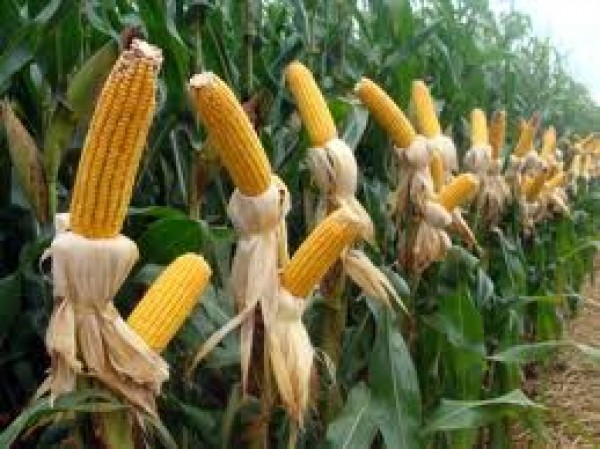  “Milho: Mercado inicia a semana em alta com foco no clima nos EUA”