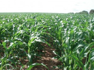 MT: produtores já admitem perdas nas lavouras de milho por falta de chuva