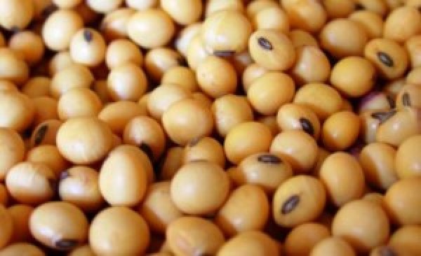  “Soja: às vésperas do USDA, mercado inicia semana com volatilidade”