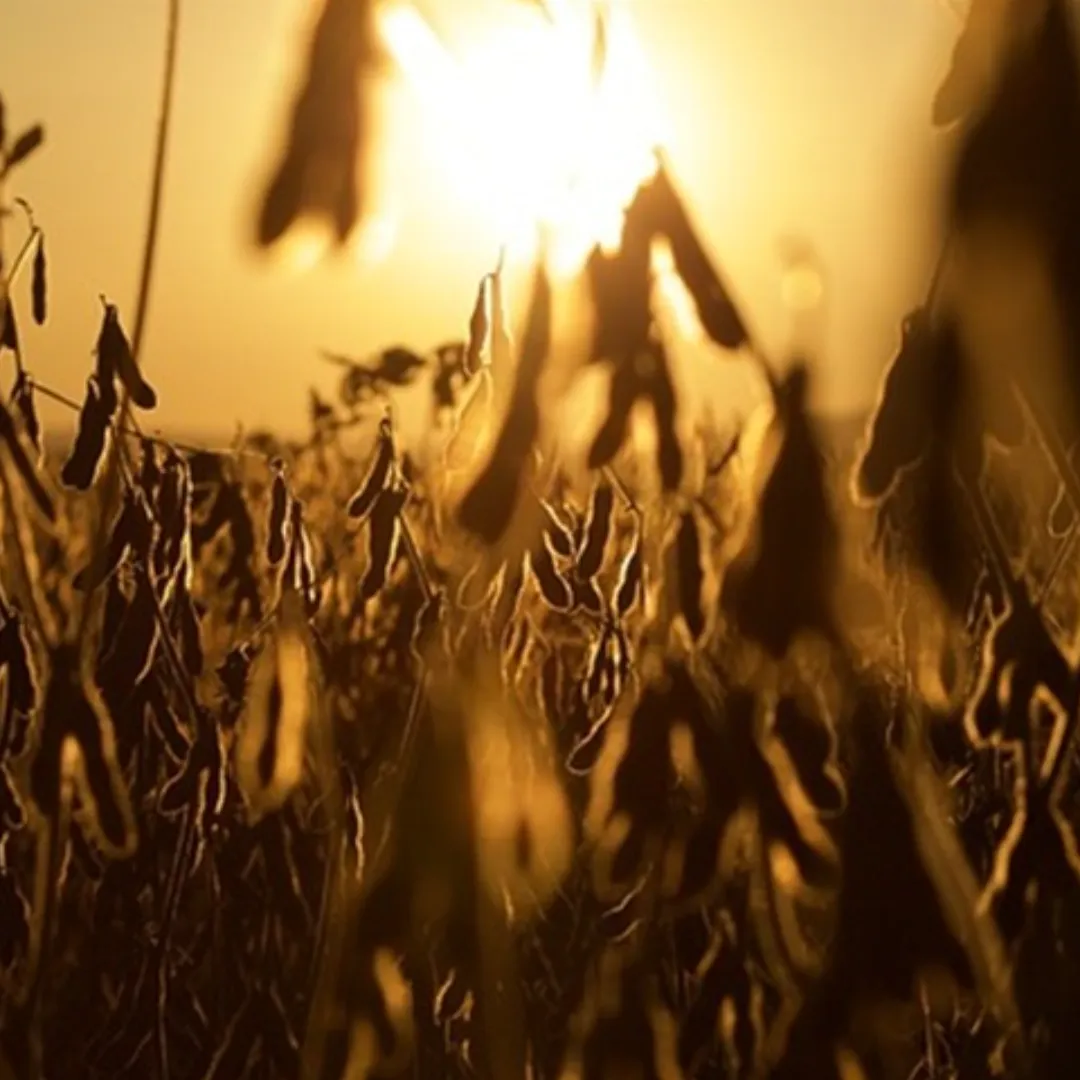 Esmagamento recorde sustenta mercado da soja
