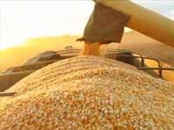 Exportações de Milho dos EUA surpreendem