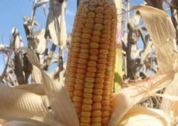  “Milho: Mercado aguarda relatório do USDA e exibe leves quedas em Chicago”