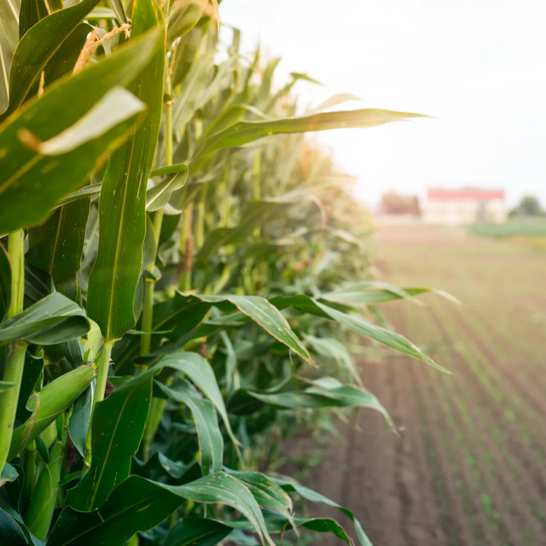 Movimento do milho surpreende e indica nova fase