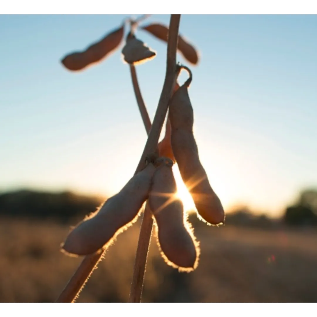 Plantio da soja sofre impacto da umidade reduzida no RS