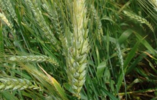 “El Niño atrasa plantio de trigo no RS”