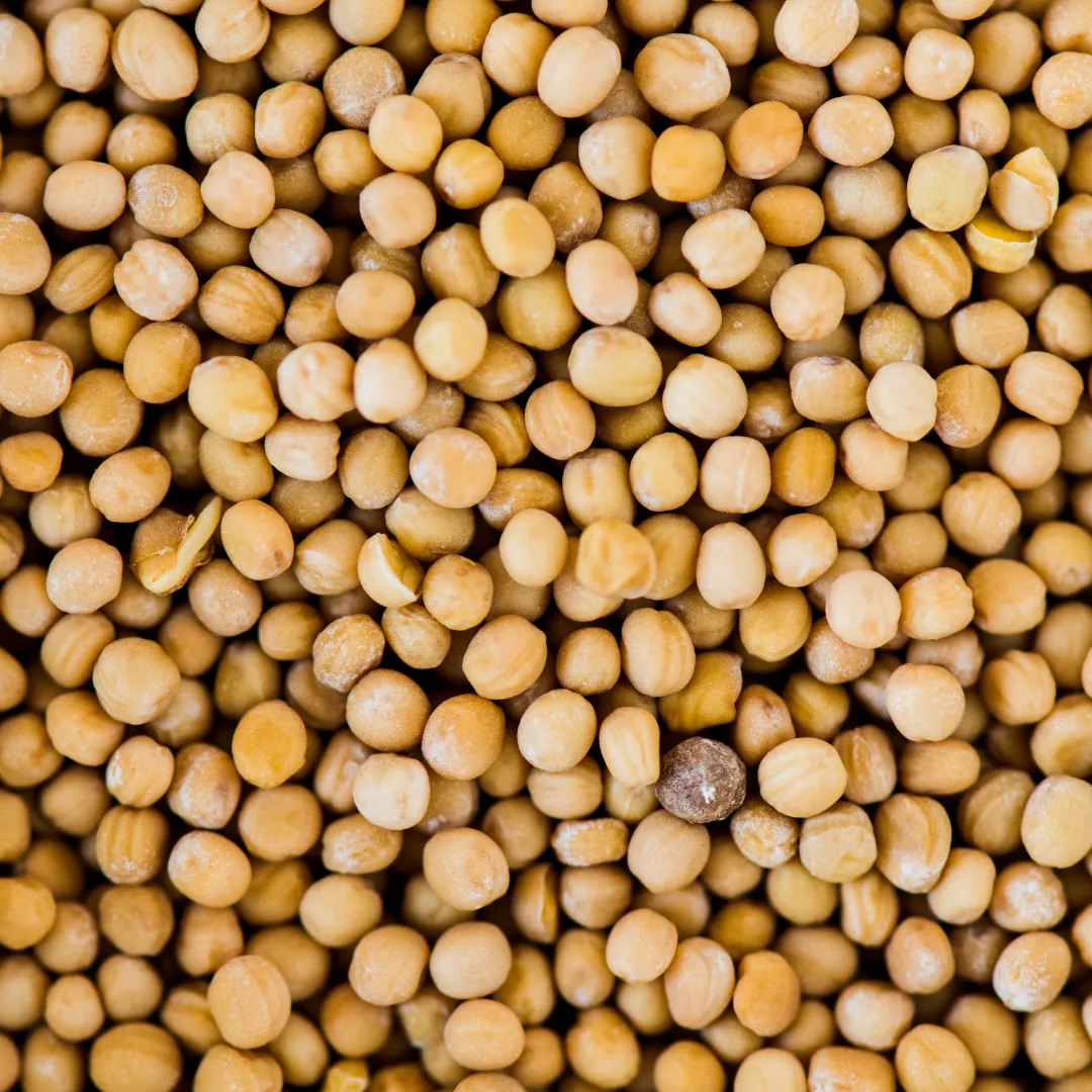 Produção de soja pode alcançar novo recorde em 2025/26