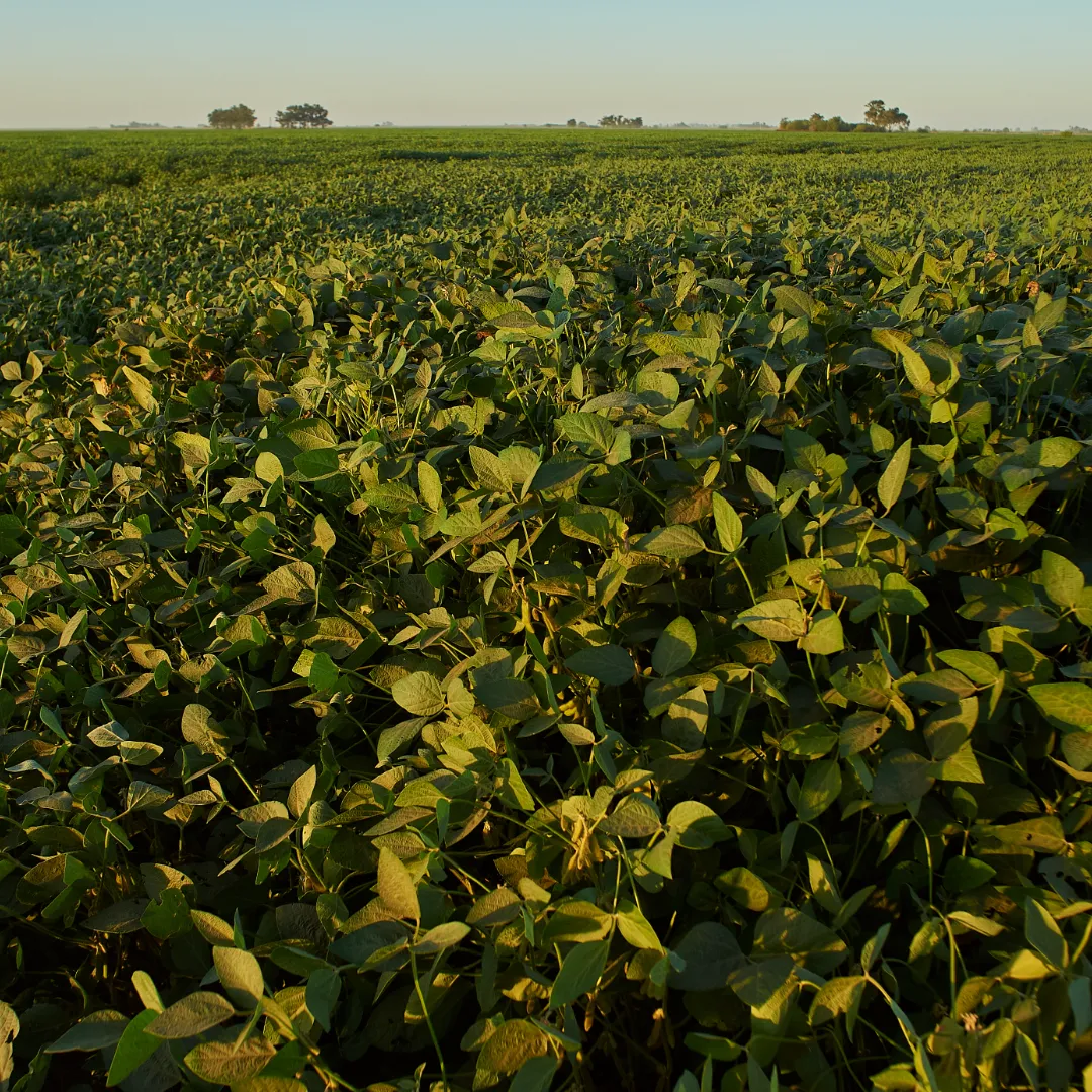 Soja brasileira ganha força no mercado com demanda chinesa aquecida