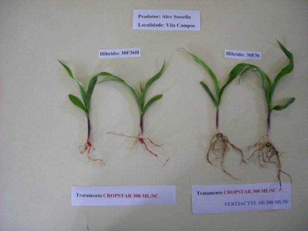 Diferença de milho tratado e não tratado com Fertiactyl SD.