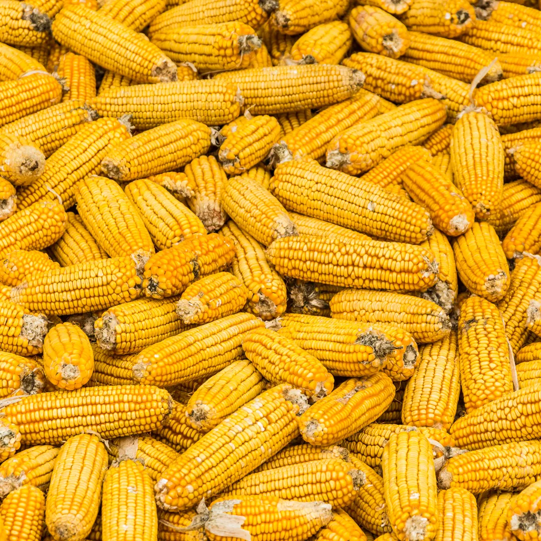 Preços em alta movimentam mercado de milho