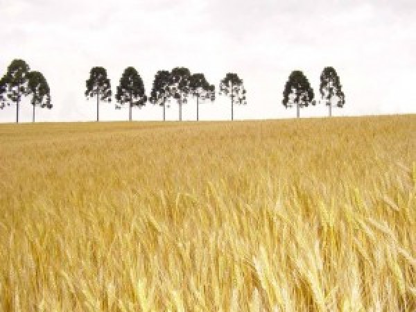  “Trigo: São Paulo pode ter a maior produção dos últimos 10 anos”