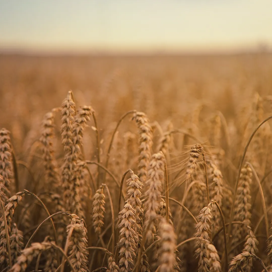 Mercado de trigo perde ritmo no Sul com fim de ano