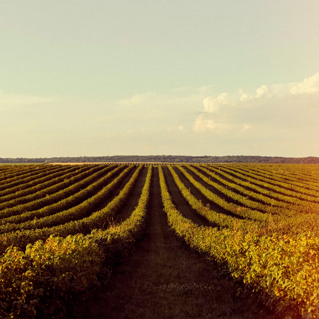 Desafios e estratégias do agronegócio paulista para a safra 2025/26