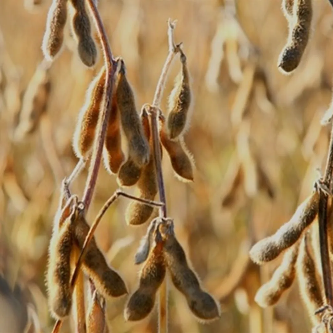 RS terá vazio sanitário da soja de julho a setembro