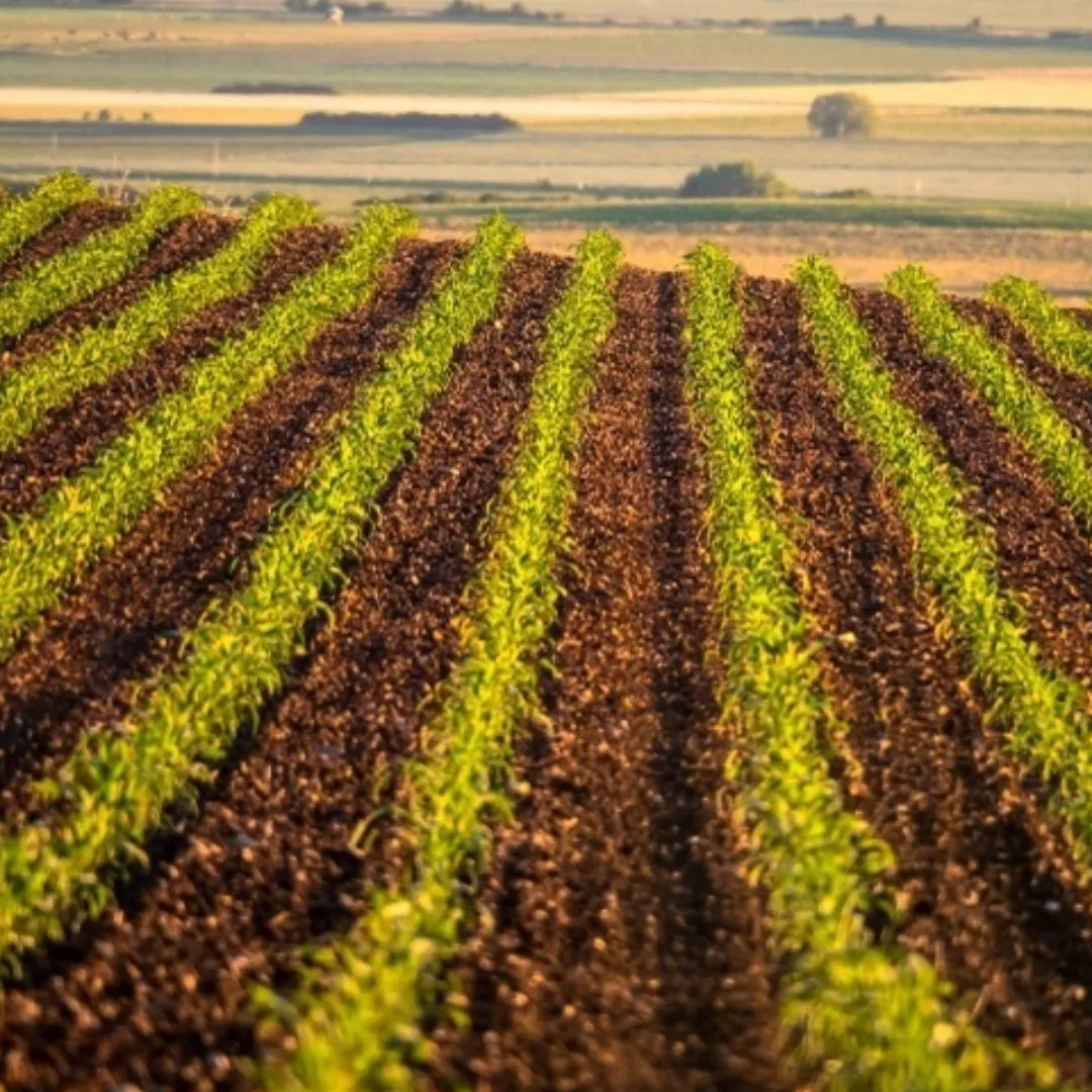 Safra gaúcha começa com atrasos no plantio