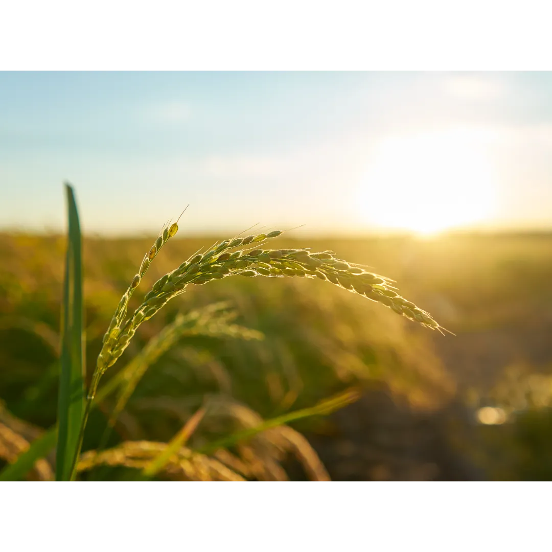 PIB da agropecuária cresce 11,7% em 2025