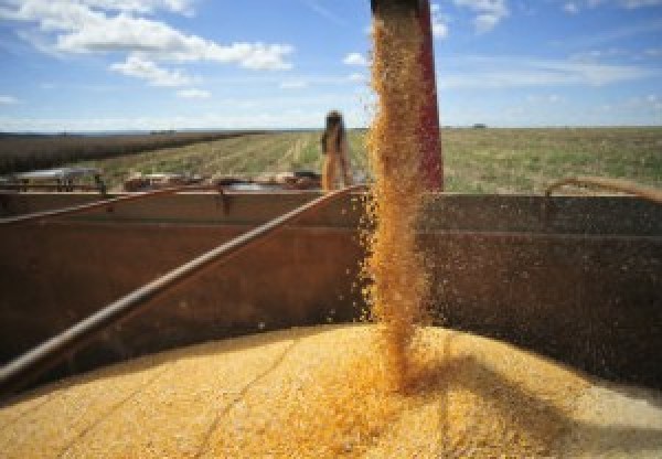  “Estimativa da Conab aponta crescimento de 2,6% na safra de grãos”