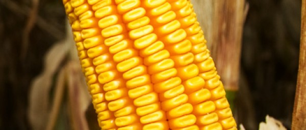 Conab mantém previsão de safra elevada