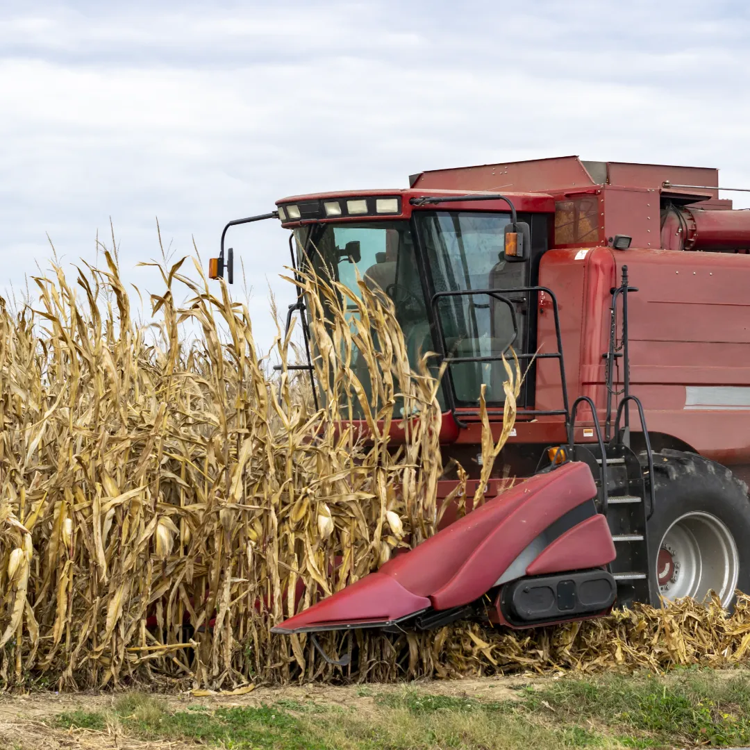 Produção de milho deve cair mesmo com mais área